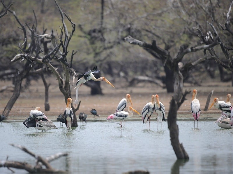 Koodankulam Bird Sanctuary visit in tamil nadu