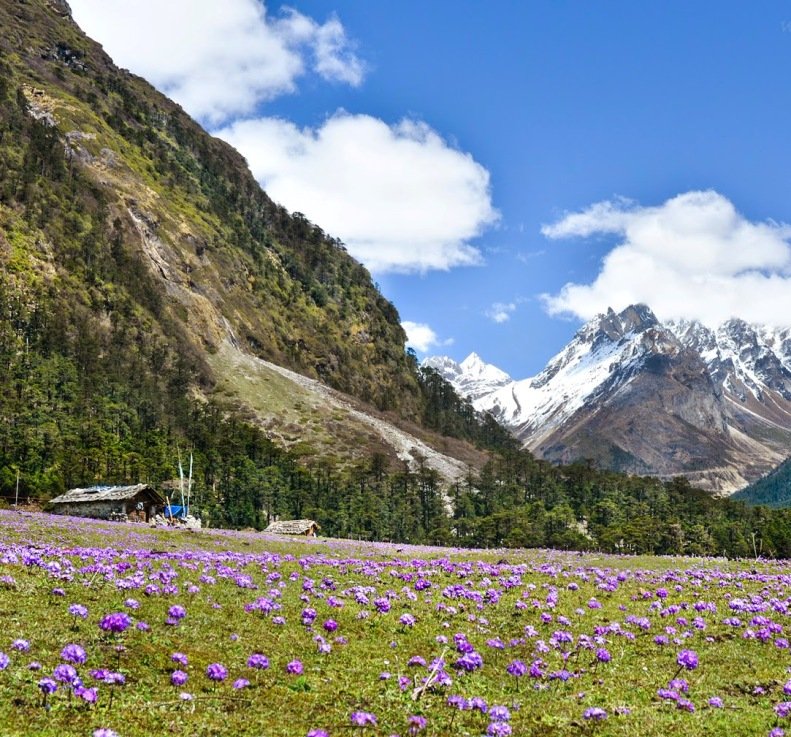 Yumthang Valley scenic beauty lush green forests