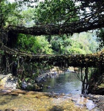 double decker living root bridge
