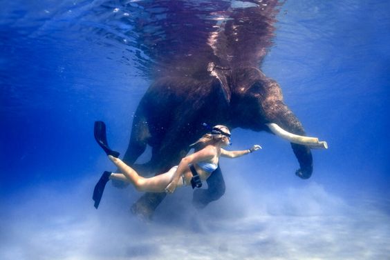 Swim With Elephants