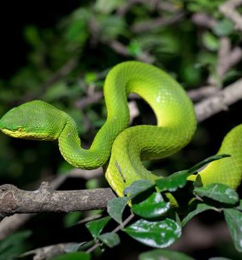 snake park in India