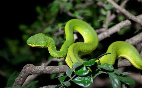 snake park in India