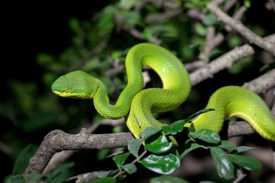 snake park in India