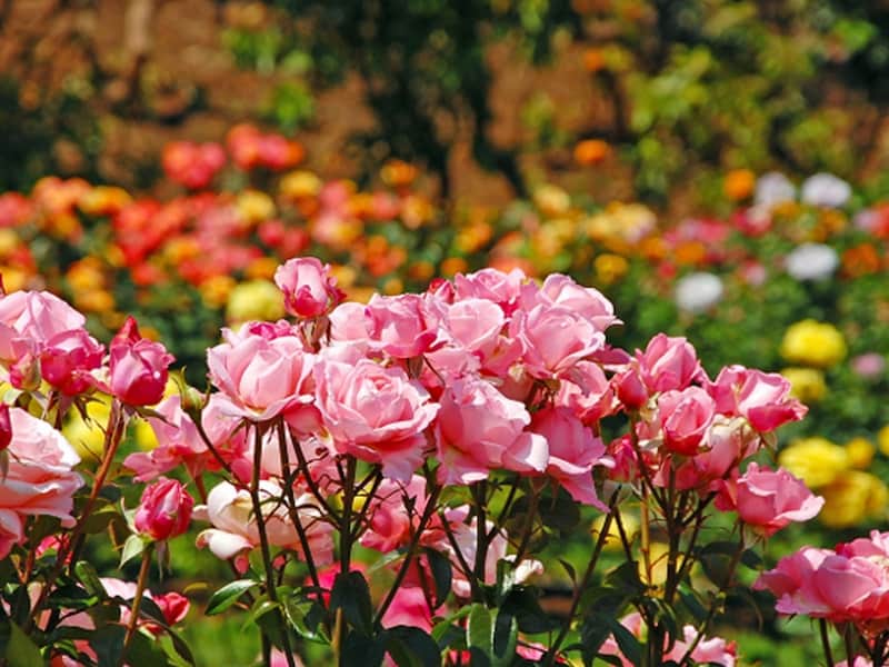 Rose Garden munnar